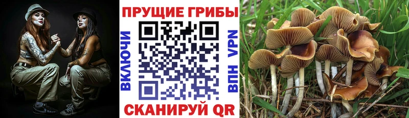 Псилоцибиновые грибы прущие грибы  Неман 